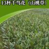 花海宿根花卉 苗圃直銷千鳥(niǎo)花山桃花小苗 花海綠化宿根花卉批發(fā)