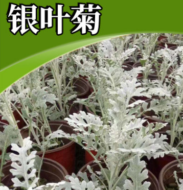 園林綠化用多年生草本銀葉菊苗苗圃直銷基地耐寒銀葉菊苗批發