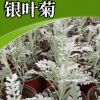 園林綠化用多年生草本銀葉菊苗苗圃直銷基地耐寒銀葉菊苗批發(fā)