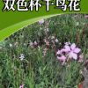 花海宿根花卉 苗圃直銷雙色杯千鳥(niǎo)花小苗 花海綠化宿根花卉