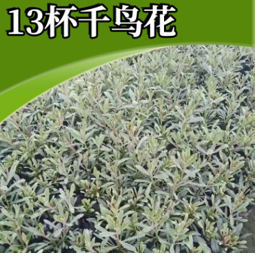 苗圃直銷千鳥花 廠家熱銷花海宿根小苗綠化花卉 批發千鳥花苗木