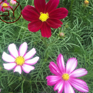 波斯菊 青州宿根草花批發 波斯菊圖片 波斯菊價格