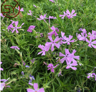 芝櫻 宿根花卉 哪里有芝櫻 叢生紫福祿考 針葉福祿考