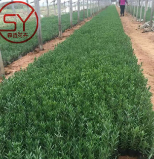 基地批發普羅旺斯薰衣草苗 量大從優普羅旺斯薰衣草批發宿根花卉
