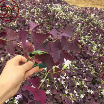 醡漿草 宿根花卉 地被植物 紅葉醡漿草 基地花海批發
