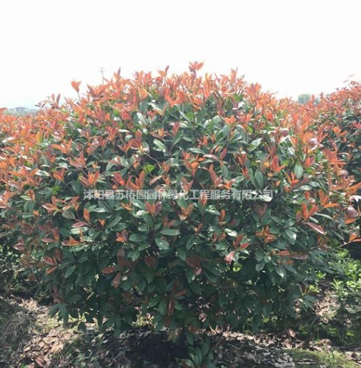 基地特價供應精品紅葉石楠球報價、紅葉石楠地苗杯苗綠化苗木