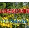 鈣果苗基地=鈣果苗價(jià)格=山西運(yùn)城蘇紅利苗木合作社