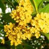 桂花