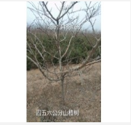 山楂樹