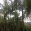 基地直銷大王椰子 精品園林綠化行道樹 風景樹