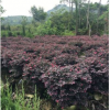基地直銷紅花繼木 大量批發園林綠化紅花繼木苗 紅繼木小苗