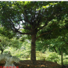 批發嫁接桂花樹苗盆栽四季桂花苗 金桂沉香桂八月桂地栽當年開花