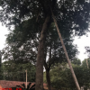 廣東12公分桂花樹 八月桂 丹桂 四季桂花樹批發 苗圃場直銷工程苗
