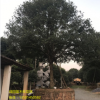 基地直銷 桂花樹 金桂火紅丹桂及各種園林綠化種類齊全 量大從優
