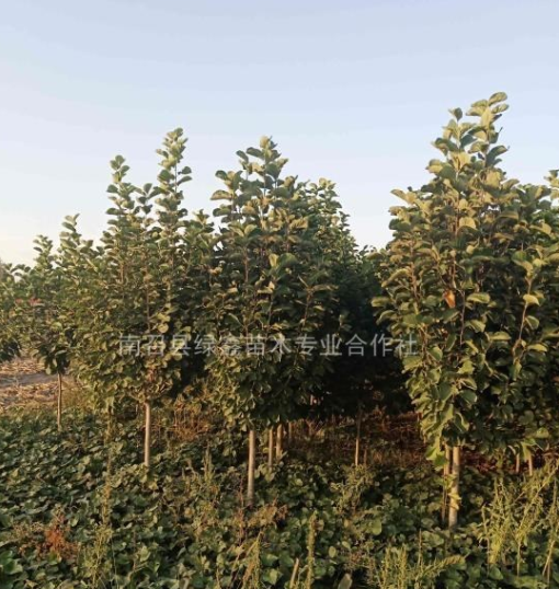 米徑紅玉蘭，南陽玉蘭基地，紅玉蘭價格