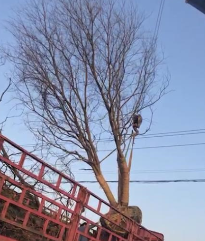 精品烏桕