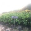 紅心蜜柚