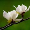 行道樹 花卉苗木 優(yōu)質(zhì)玉蘭苗 白玉蘭小苗批發(fā)