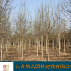 江蘇玉蘭價格 紫玉蘭價格 黃玉蘭價格 江蘇地藝園林苗圃