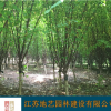 供應(yīng)榆葉梅 江蘇榆葉梅價格產(chǎn)地 江蘇地藝園林苗圃基地