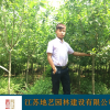 地藝苗圃大量供應(yīng)西府海棠 西府海棠基地 江蘇西府海棠價格