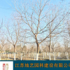 烏桕 地藝苗圃大量供應(yīng)烏桕 江蘇烏桕價格