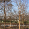 安徽烏桕哪里好/哪家便宜
