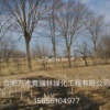 優質特價榔榆產地直銷