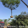 大小規格樸樹 基地