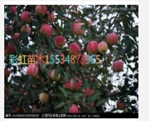 蘋果樹
