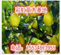 梨樹