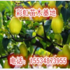 梨樹(shù)