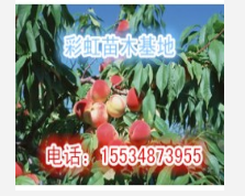 桃樹