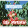 桃樹(shù)