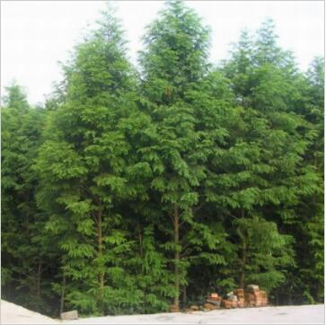 供應各種工程苗木 花卉 基地直銷 優質 水杉