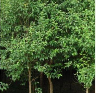 紅楓苗批發 園林綠化苗木 紅楓嫁接樹苗 紅楓小苗 基地直銷