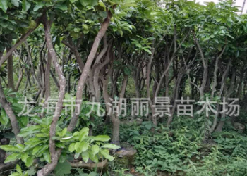 福建芒果樹基地 漳州芒果樹批發(fā)