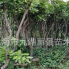福建芒果樹基地 漳州芒果樹批發