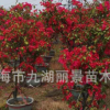 三角梅基地 三角梅盆栽 三角苗小苗 三角梅價格