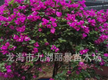 大量供應各種規(guī)格紅花三角梅紫花三角梅盆景球狀三角梅三角梅樁