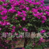 大量供應各種規格紅花三角梅紫花三角梅盆景球狀三角梅三角梅樁