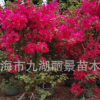 福建三角梅基地 漳州三角梅價格