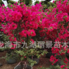 漳州同安紅三角梅批發 福建三角梅基地 云南三角梅