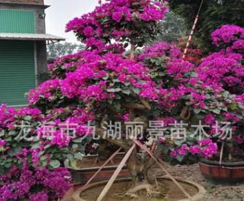 漳州三角梅 福建三角梅 廣東三角梅 云南三角梅