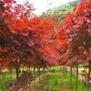 【基地批發(fā)】紅楓樹(shù)苗紅舞姬嫁接秋火焰美國(guó)日本四季紅庭院綠化苗