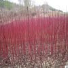 【基地直銷(xiāo)】批發(fā)紅瑞木綠化苗 庭院工程 耐寒植物 園林綠化植物