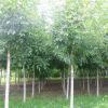 苗圃直銷(xiāo)白蠟樹(shù)苗 綠化工程庭院樹(shù) 速生白蠟行道樹(shù)風(fēng)景樹(shù)規(guī)格全
