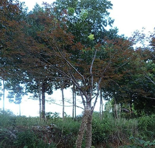紅楓