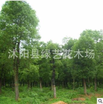 香樟樹苗批發精品造型香樟樹木 常綠植物工程綠化苗木戶外庭蔭樹