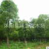 香樟樹苗批發精品造型香樟樹木 常綠植物工程綠化苗木戶外庭蔭樹